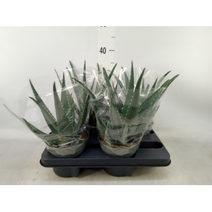 Aloe  'Equator'