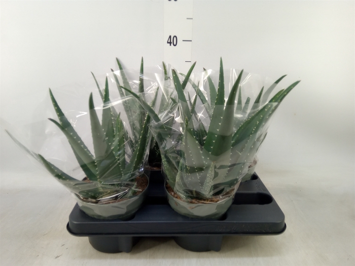 <h4>Aloe  'Equator'</h4>