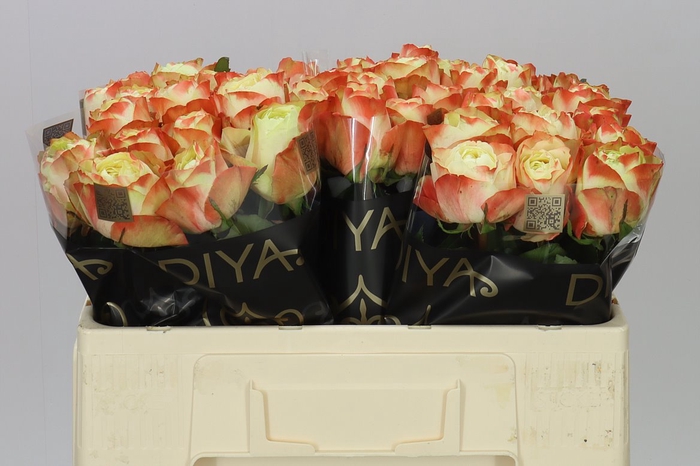 <h4>Rosa Gr Karma</h4>