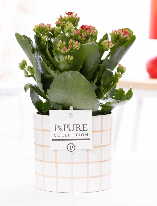 <h4>Kalanchoe red in P&PURE Tirza ceramics</h4>