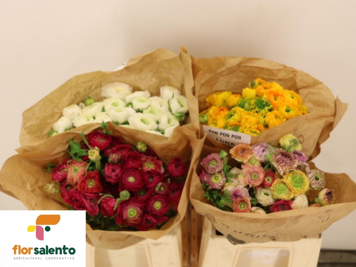 <h4>RAN GEM IN FUST</h4>