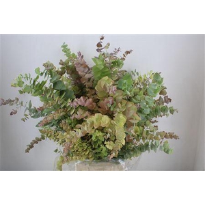 EUCA STUARTIANA AUTUMN P BUNCH