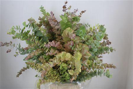 <h4>EUCA STUARTIANA AUTUMN P BUNCH</h4>