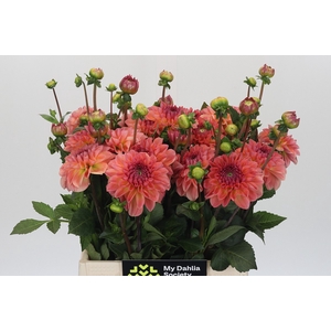 Dahlia Chanel