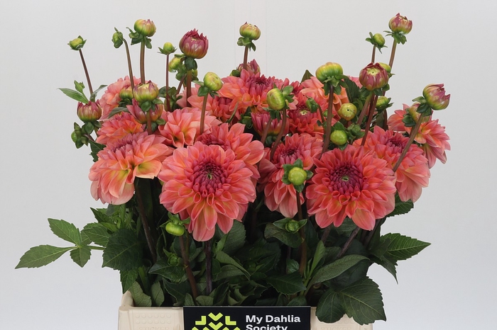 <h4>Dahlia Chanel</h4>