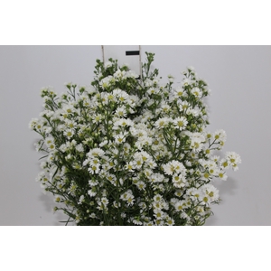 ASTER BRANCO 070 CM