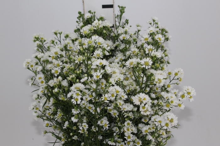 ASTER BRANCO 070 CM