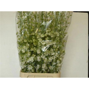 Delph Du Guardian White