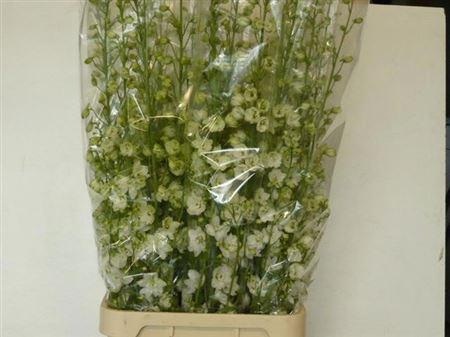 <h4>Delph Du Guardian White</h4>
