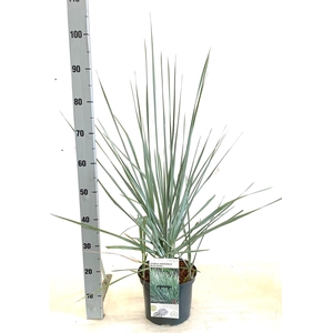 Leymus arenarius 'Blue Dune'