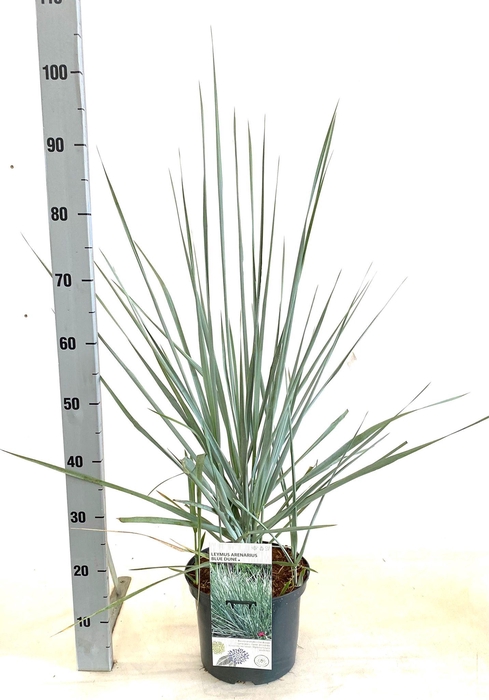 <h4>Leymus arenarius 'Blue Dune'</h4>