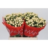 Hypericum Cool Romance