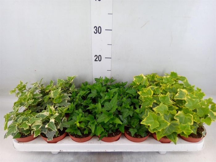 <h4>Hedera   ...mix</h4>