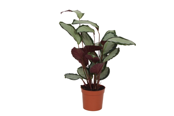 <h4>CALAT PICT ARGENTEA</h4>