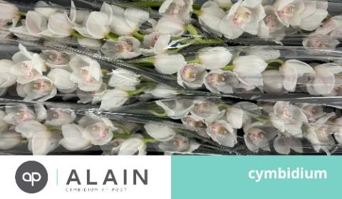 <h4>CYMB T KILIMANJARO</h4>