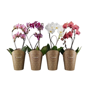 Duetto Bamboe mix 17 cm