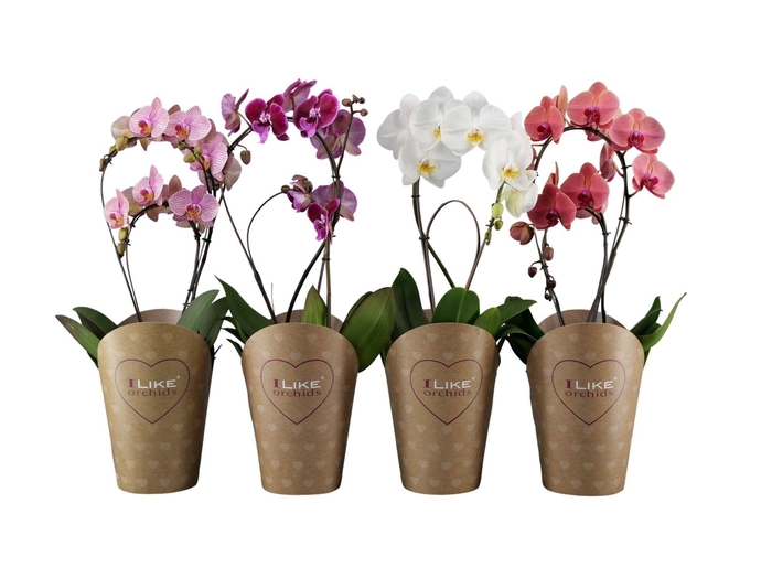 <h4>Duetto Bamboe mix 17 cm</h4>