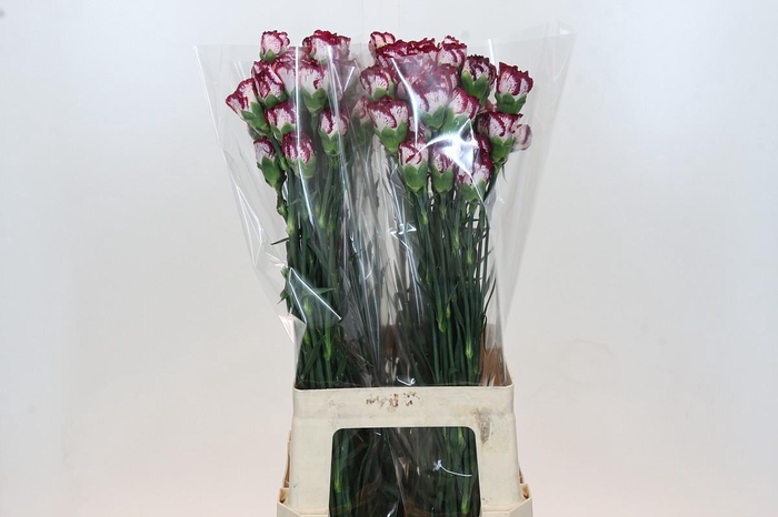 <h4>Dianthus St Bacarat</h4>