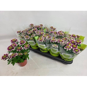 CHRYS SPLASH ROCKER P12