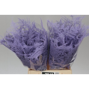 Aspa 1e Veren Light Milka X50