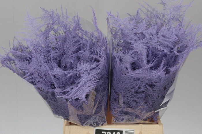 <h4>Aspa 1e Veren Light Milka X50</h4>