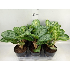 Aglaonema  'Ivy Green'