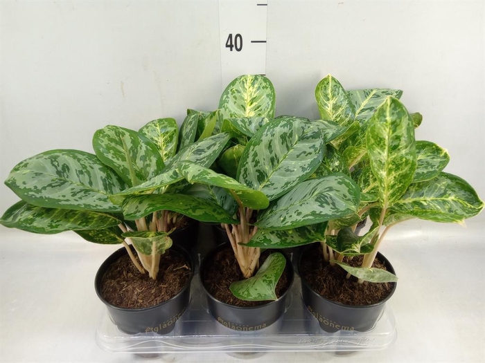 <h4>Aglaonema 'Ivy Green'</h4>