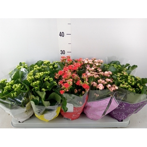 Kalanchoe blos. 'Perfecta'  ..mix 5