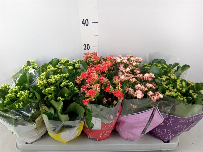 <h4>Kalanchoe blos. 'Perfecta'  ..mix 5</h4>