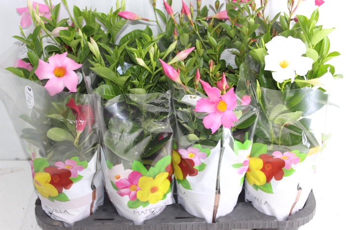 <h4>DIPLADENIA P15</h4>