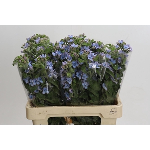 Oxypetalum Tweedia Blue