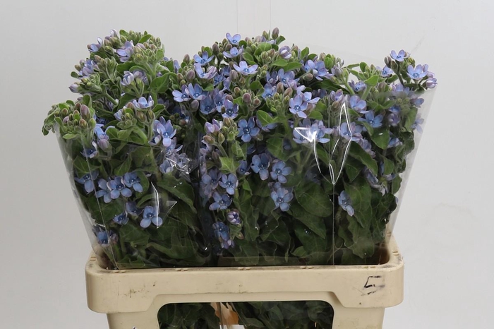 <h4>Oxypetalum Tweedia Blue</h4>