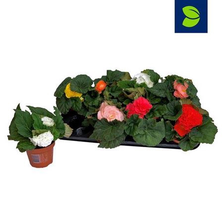 <h4>Begonia Tu For Gem</h4>
