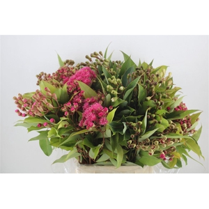 Euca Robusta Bloei 300gr P Bunch