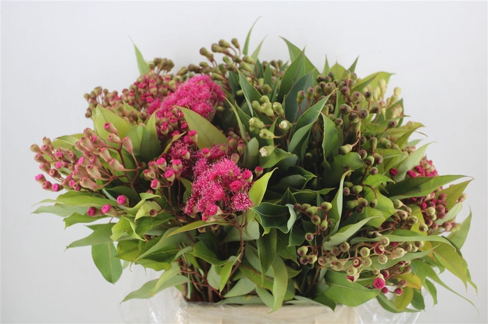 <h4>Euca Robusta Bloei 300gr P Bunch</h4>