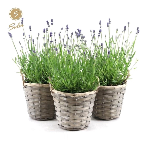 <h4>Lavandula ang. 'Felice'® Collection P15 in Basket</h4>