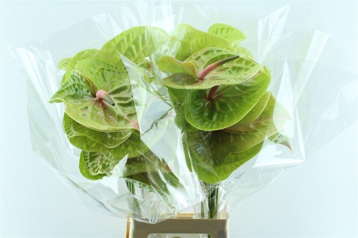 <h4>Anth A Pistache</h4>