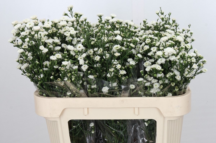 <h4>Aster White Gypsy</h4>