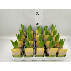 Hyacinthus orie.   ...