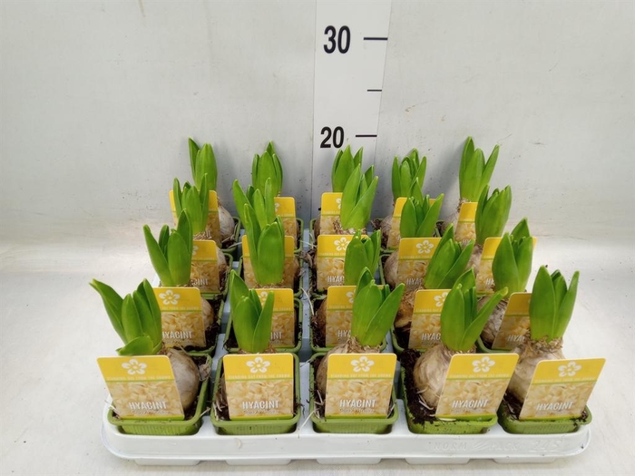 <h4>Hyacinthus orie. ...</h4>