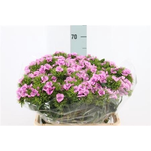 Di Barb Lavender Melian X50