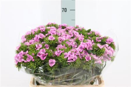 <h4>Di Barb Lavender Melian X50</h4>