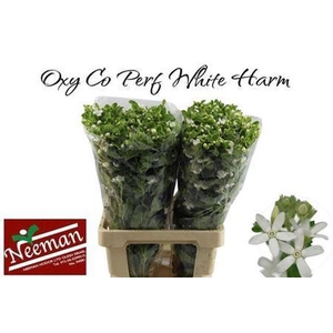Oxypetalum Perf White Harmony