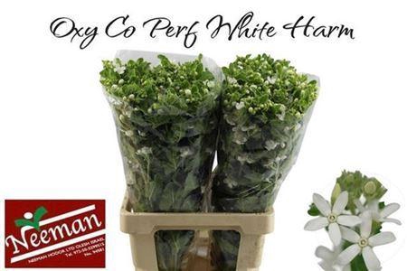<h4>Oxypetalum Perf White Harmony</h4>