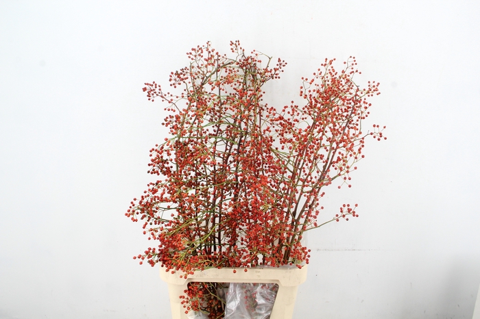 <h4>ROSA CORALLO ORANGE 120CM</h4>