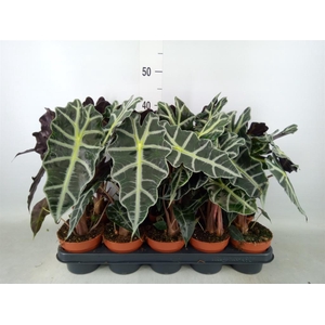 Alocasia amazonica 'Polly'