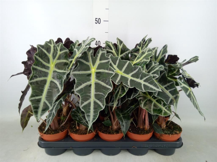 <h4>Alocasia amazonica 'Polly'</h4>
