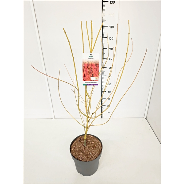 <h4>Acer palm. 'Bi-hoo' 80-100C10</h4>