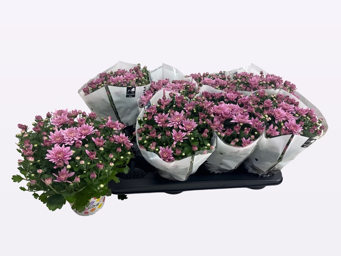 <h4>CHRY HOMERUN PINK</h4>