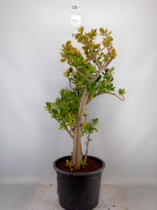 <h4>Crassula ovata 'Sunset'</h4>